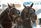 Horses at State Fair